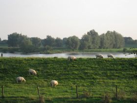 Bokhove aan de Maas